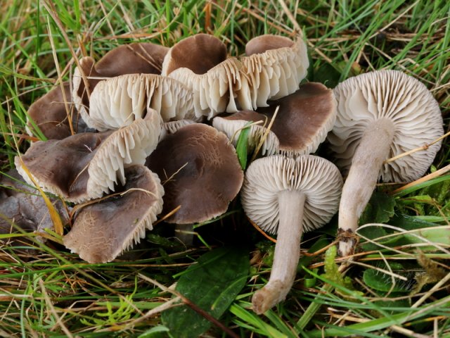 Dermoloma cuneifolium, Runzeliger Samtritterling